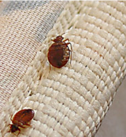 iMarion & Gas City Don’t let the bedbugs bite!